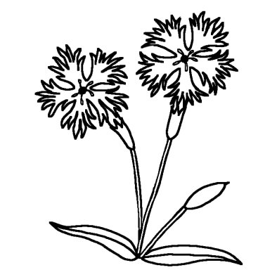 ナデシコ 撫子 秋の花 無料 白黒イラスト素材