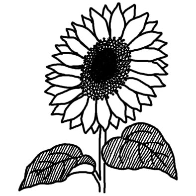 ヒマワリ 向日葵 3 夏の花 無料 白黒イラスト素材