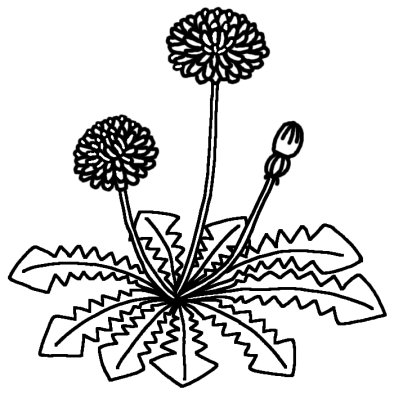 タンポポ2 春の花 無料 白黒イラスト素材
