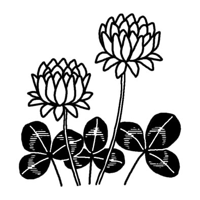 シロツメクサ クローバー 春の花 無料 白黒イラスト素材