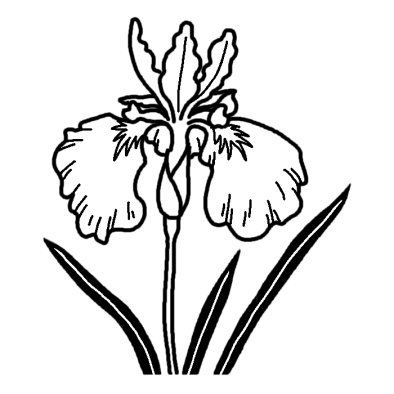ハナショウブ 花菖蒲 春の花 無料 白黒イラスト素材