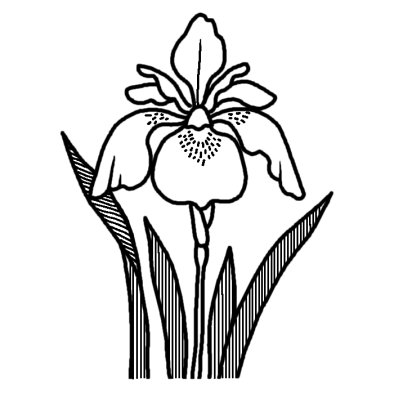 アヤメ 菖蒲 春の花 無料 白黒イラスト素材