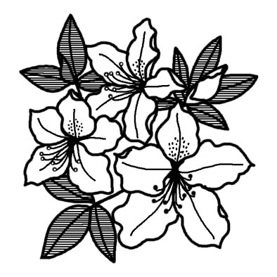 ツツジ 躑躅 春の花 無料 白黒イラスト素材