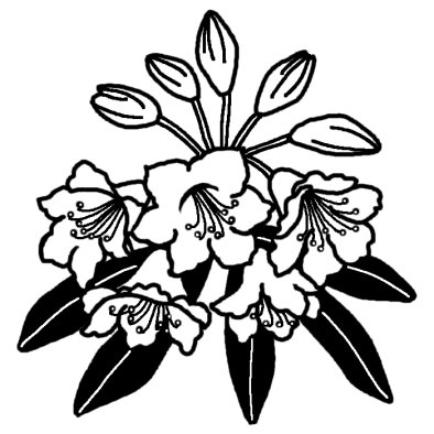 シャクナゲ 石楠花 春の花 無料 白黒イラスト素材