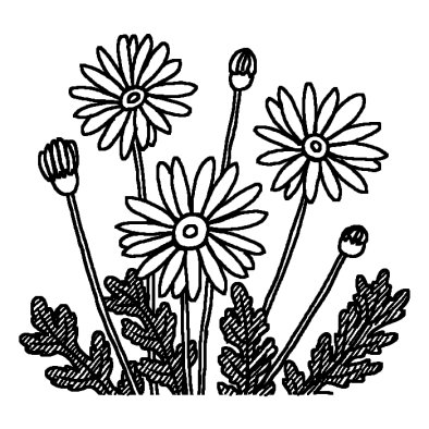 マーガレット 春の花 無料 白黒イラスト素材