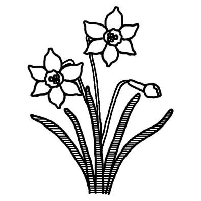 スイセン 水仙 2 冬の花 無料 白黒イラスト素材