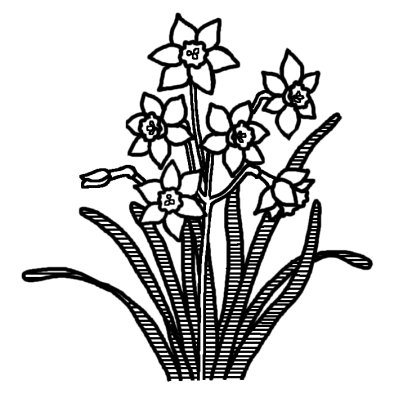 スイセン 水仙 3 冬の花 無料 白黒イラスト素材
