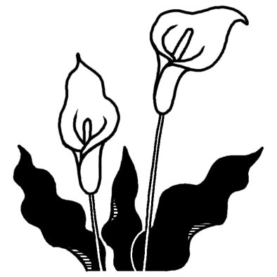 カラー1 夏の花 無料 白黒イラスト素材