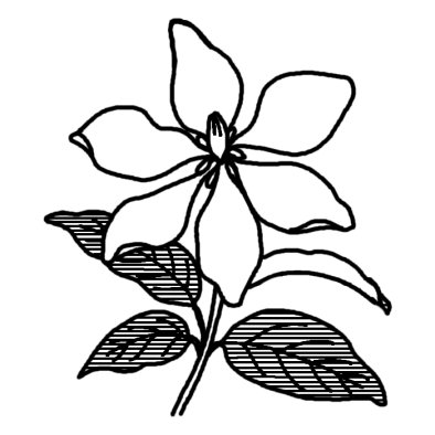 クチナシ1 夏の花 無料 白黒イラスト素材