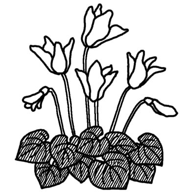 シクラメン2 ポインセチア シクラメン 冬の花 無料 白黒イラスト素材